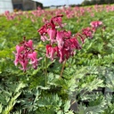 Dicentra 'Pink Diamonds'®