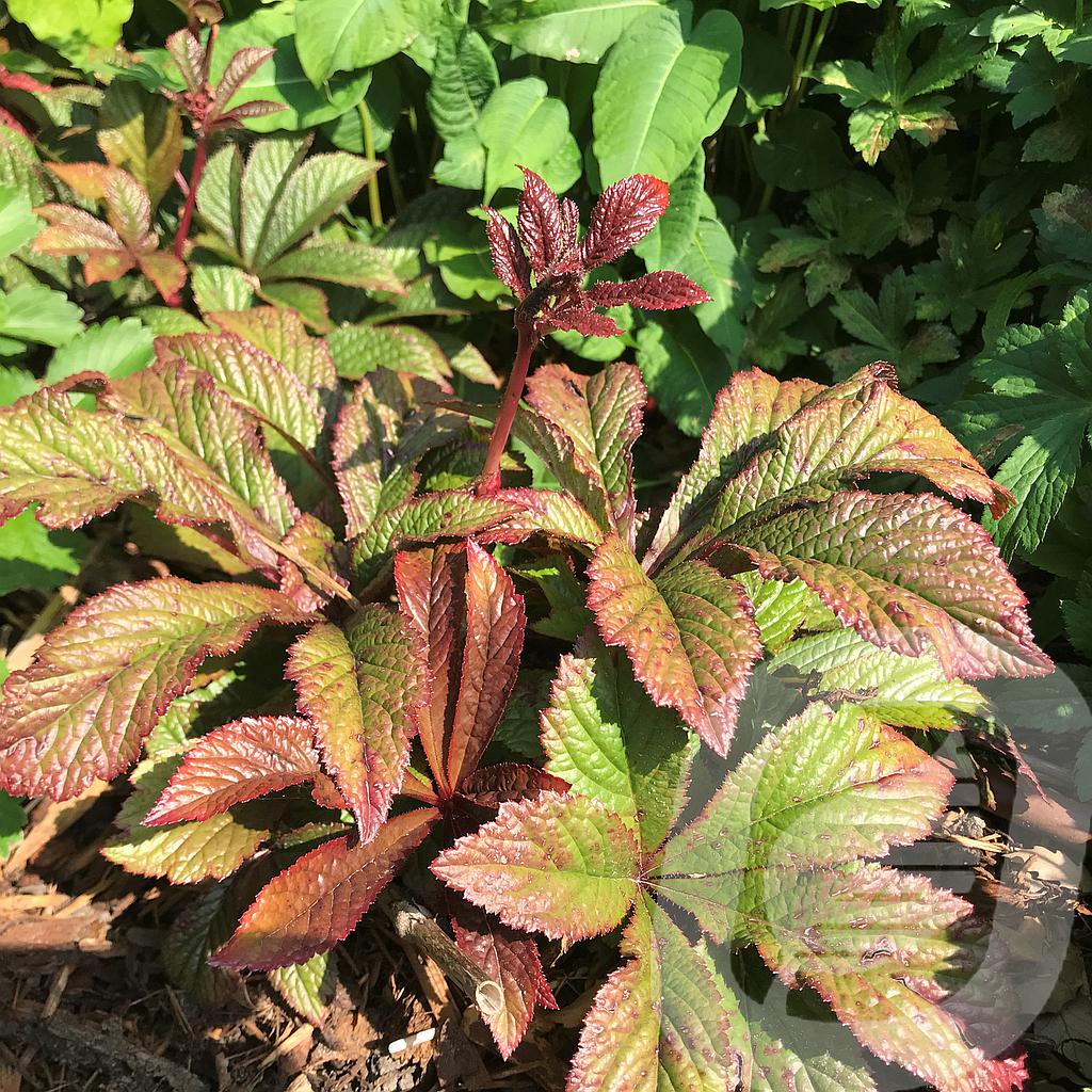 Rodgersia 'Bronze Peacock'®