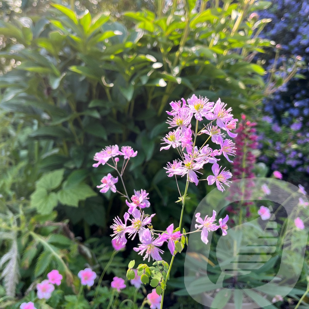 Thalictrum 'Fairy Wings'®