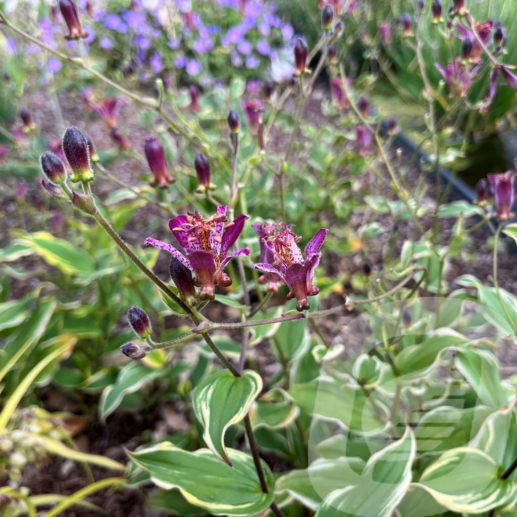 [TRIAGLOW-C2] Tricyrtis 'Autumn Glow'