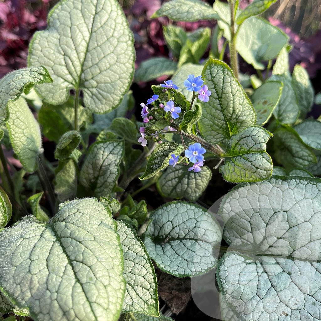 Brunnera macr. 'Alexandria'®