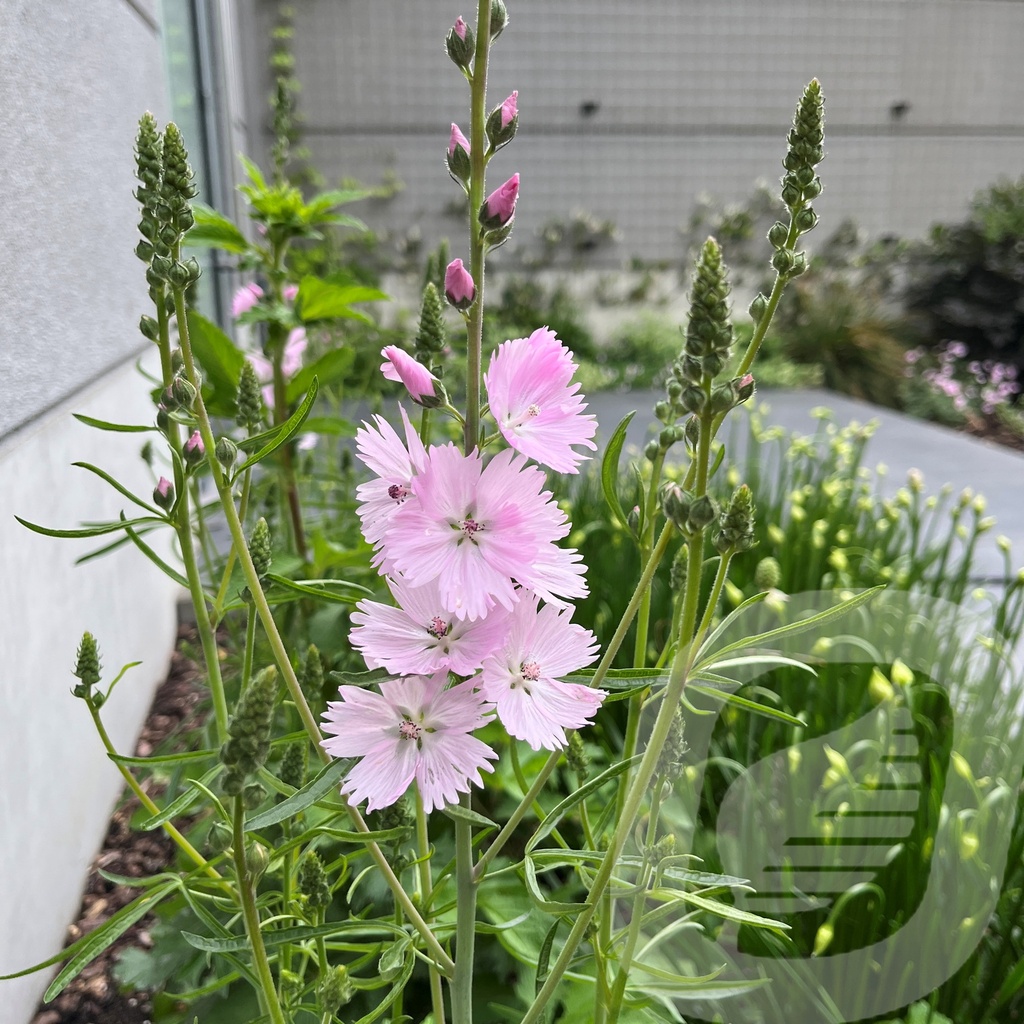 Sidalcea 'Little Princess'®