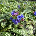 Pulmonaria 'Trevi Fountain'®