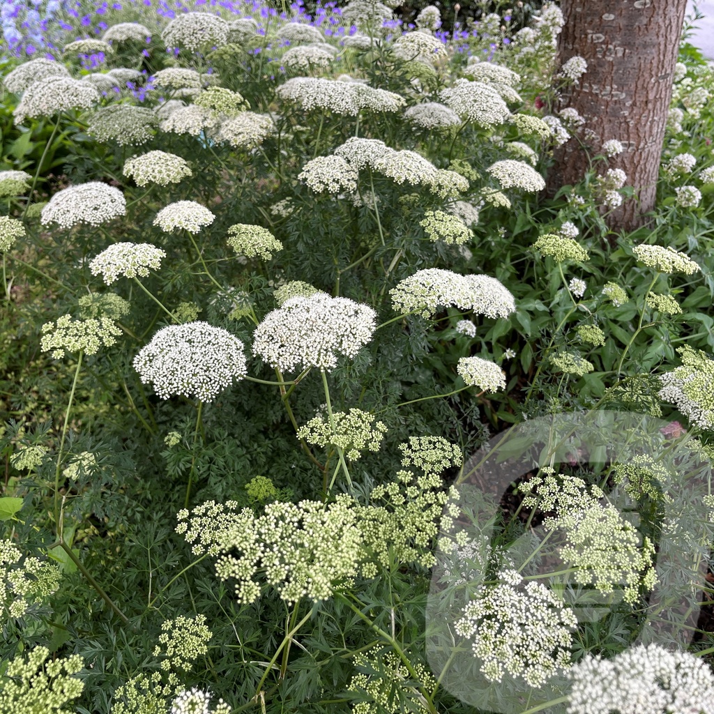 [CENDENUD-C2] Cenolophium denudatum