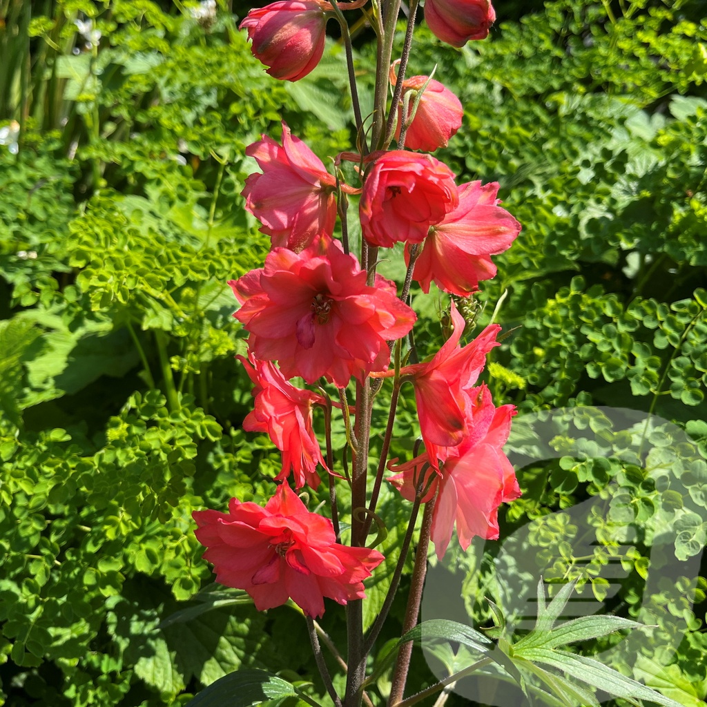 Delphinium  'Red Lark'