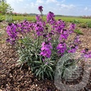 Erysimum 'Bowles Mauve'