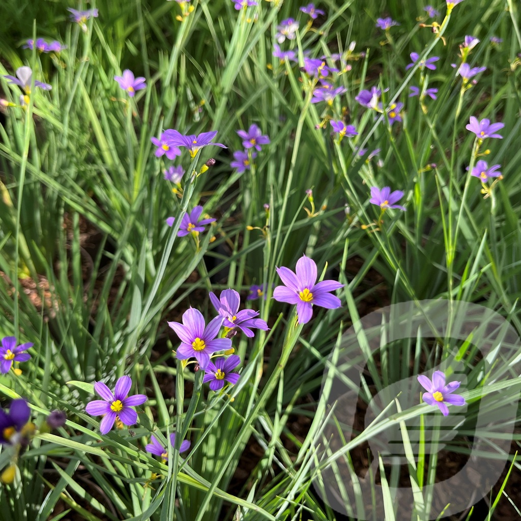 Sisyrinchium 'Lucerne'