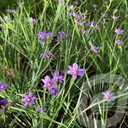 Sisyrinchium 'Lucerne'