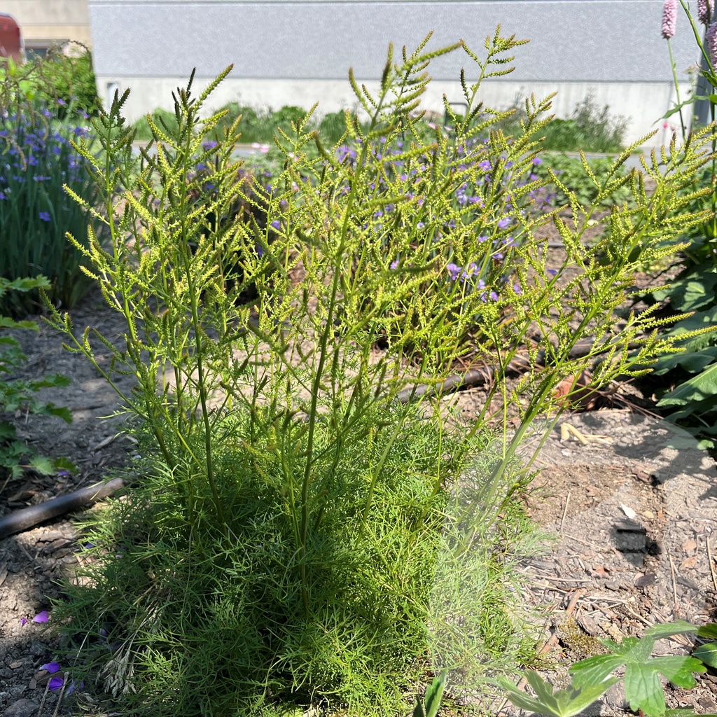 Aruncus 'Fairy Hair'®