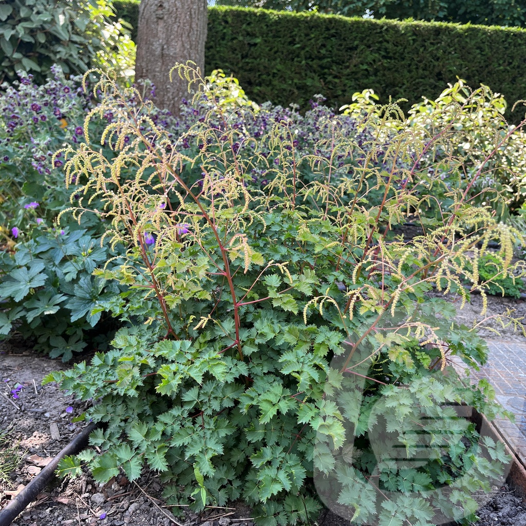 Aruncus 'Chantilly Lace'®