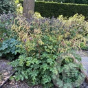 Aruncus 'Chantilly Lace'®