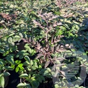 Angelica sylvestris 'Vicar's Mead'