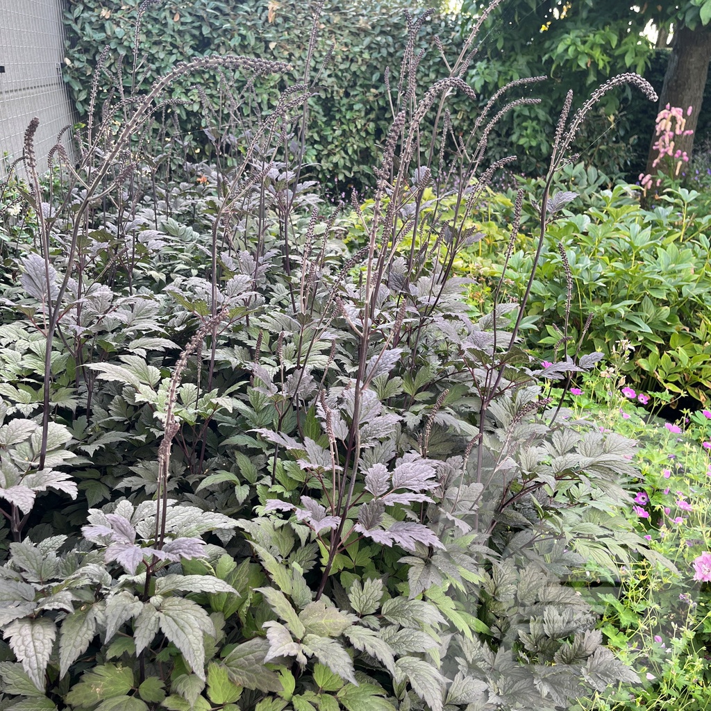 Actaea 'Chocoholic'®