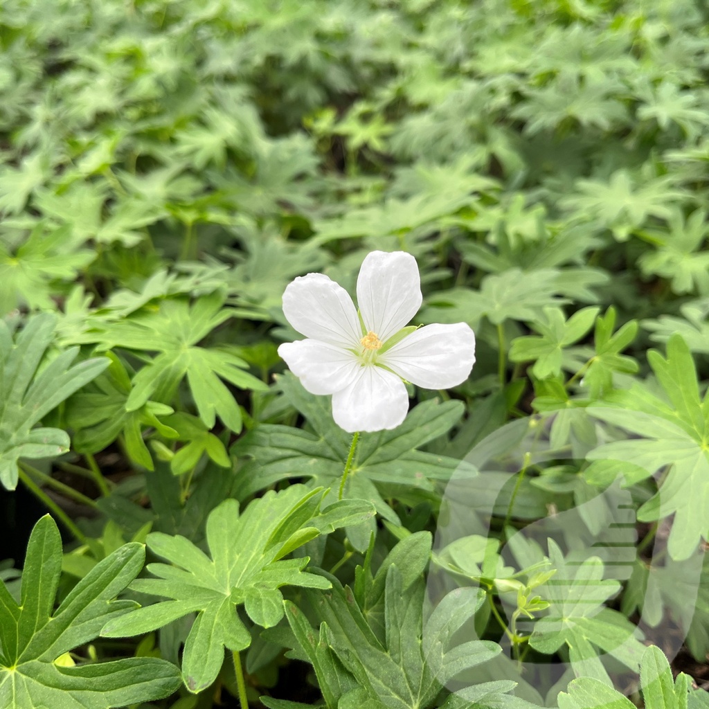 Geranium sang. 'Album'