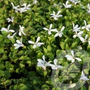 Isotoma fluv. 'White'