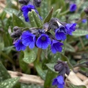 Pulmonaria 'Miss Elly'