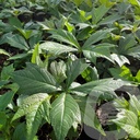 Rodgersia 'Braunlaub'