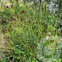 Sanguisorba 'Tanna'