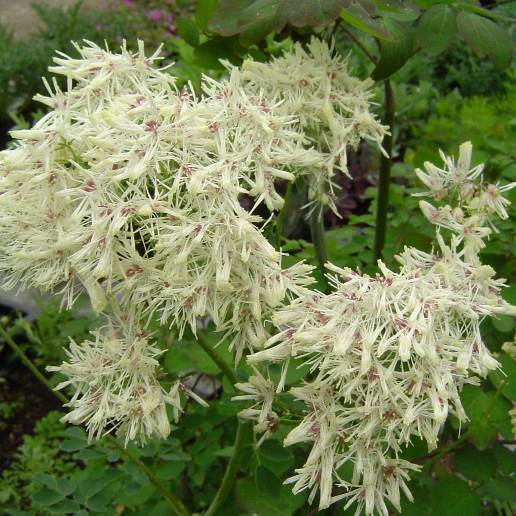 Thalictrum 'Alba'