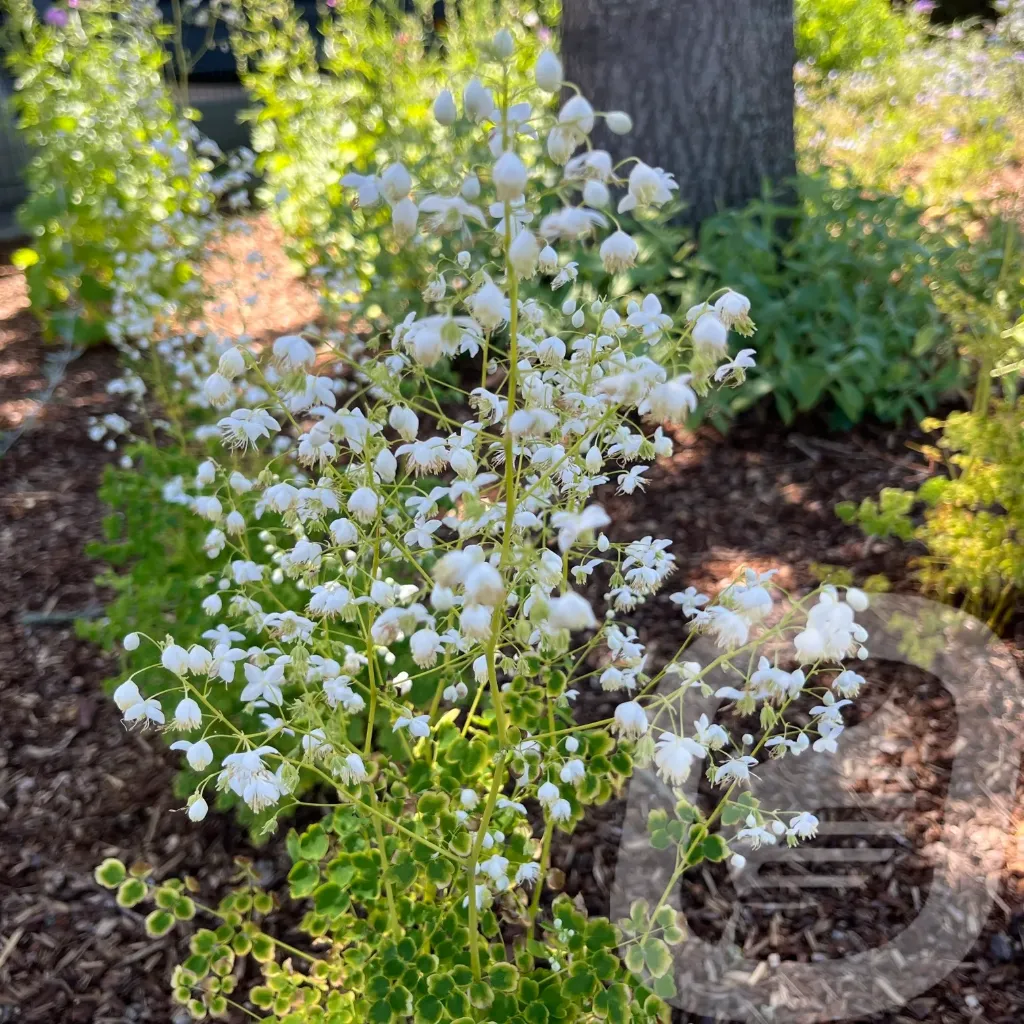 [THAALBA-C2] Thalictrum 'Alba'