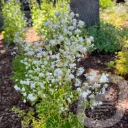 Thalictrum 'Alba'