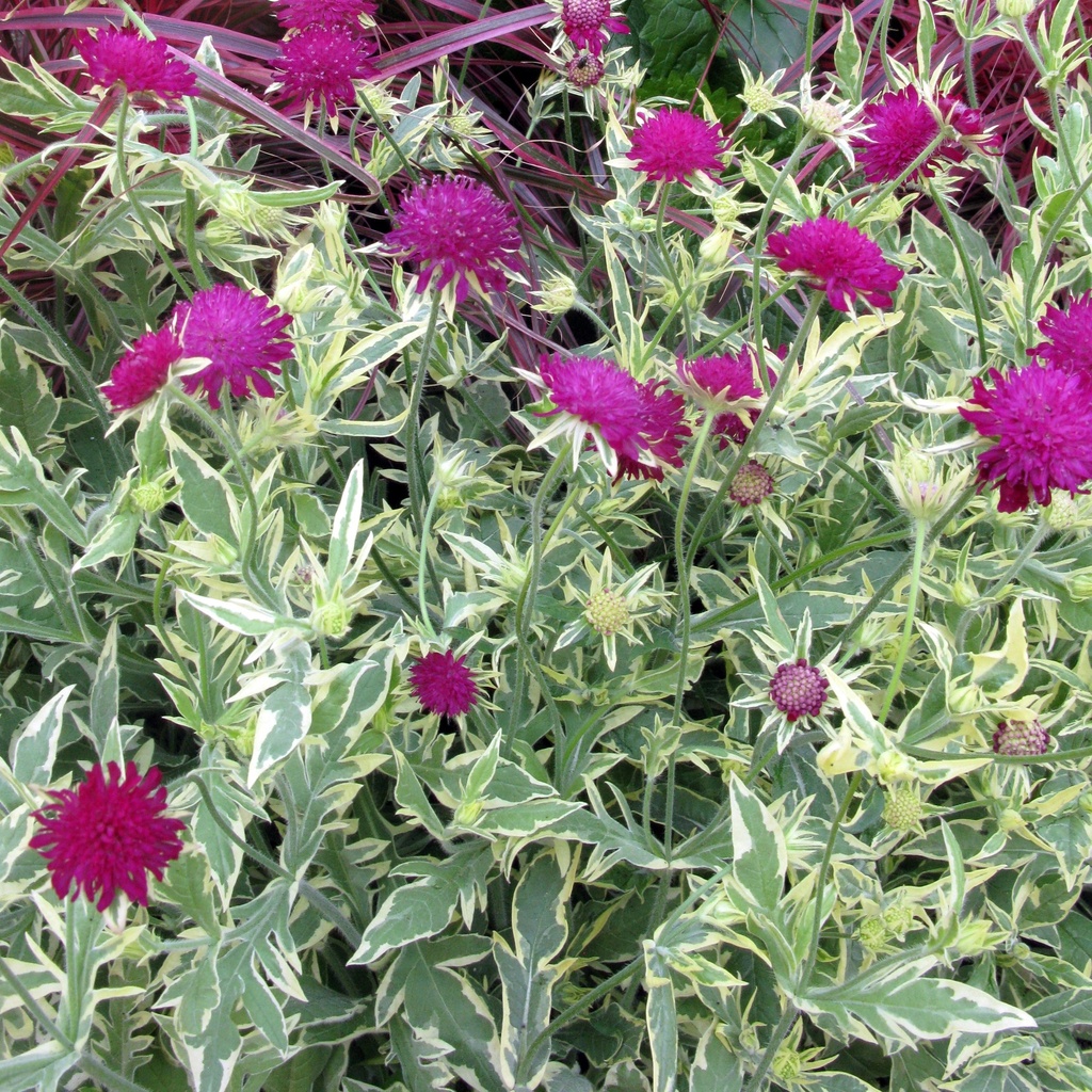 Knautia 'Tunder & Lightning'®