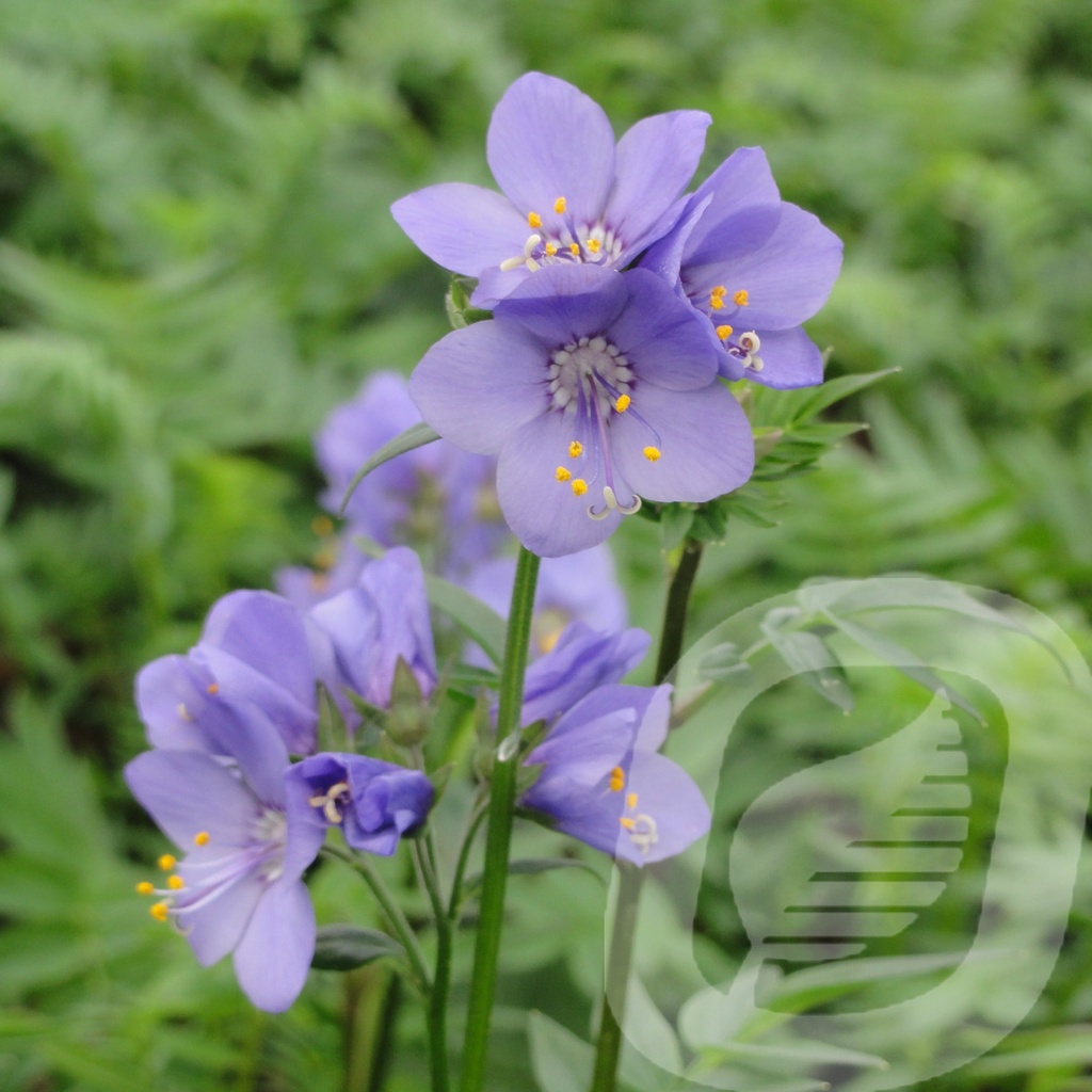 Polemonium 'Bressingham Purple'®