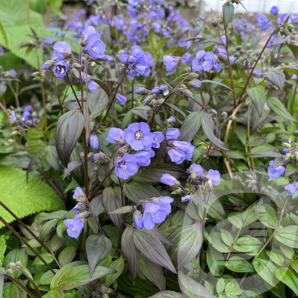 Polemonium 'Heaven Scent'®