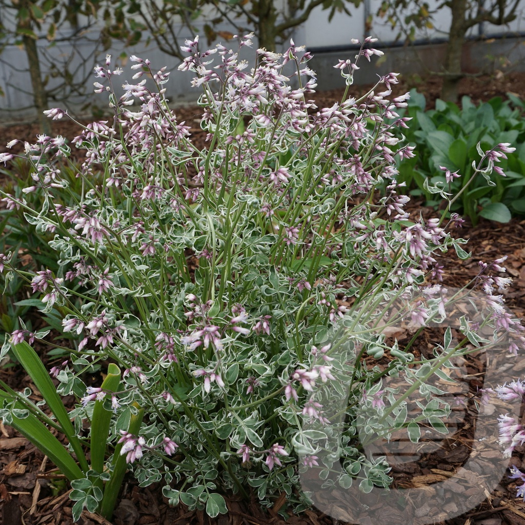 Polemonium 'Touch of Class' ®