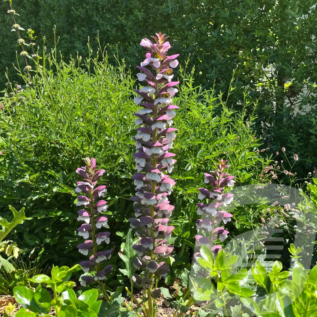 [ACAMOLLI-C2] Acanthus 'Whitewater'®