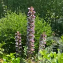 Acanthus 'Whitewater'® (kopie)
