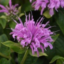 Monarda didyma BeeMine™ 'Lavender'