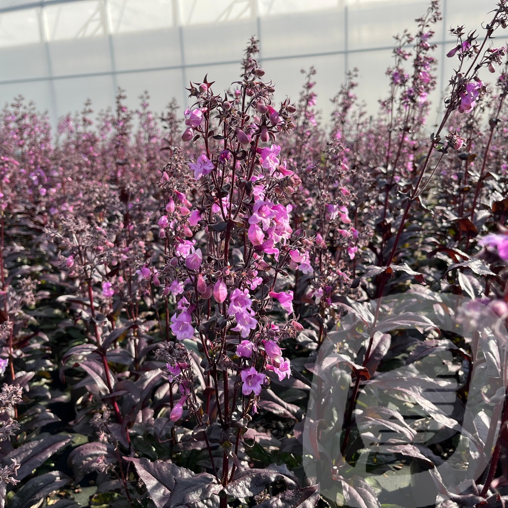 Penstemon ‘Midnight Masquerade’