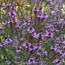 Verbena Lavender Spires
