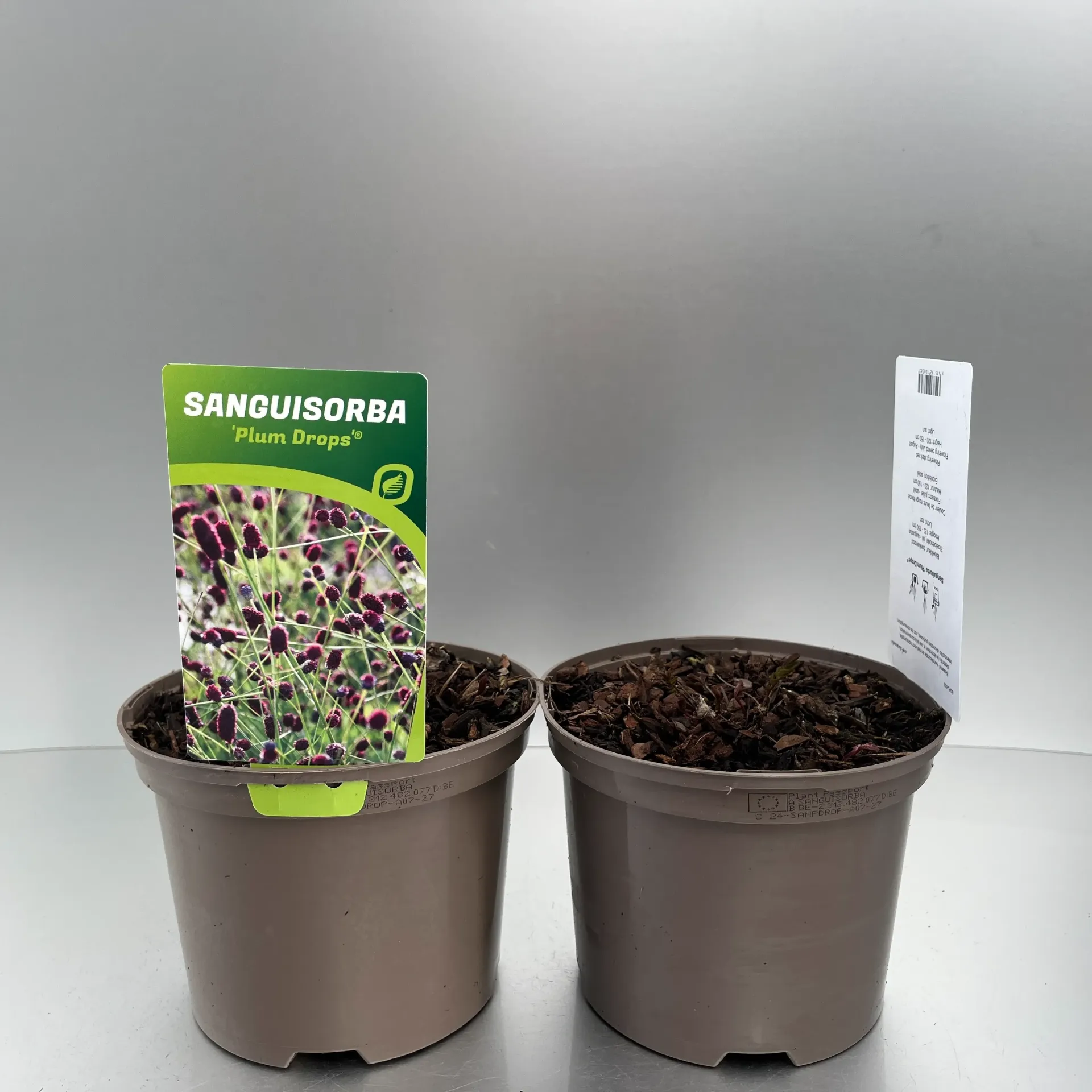[SANPMARY-C2] Sanguisorba 'Proud Mary'
