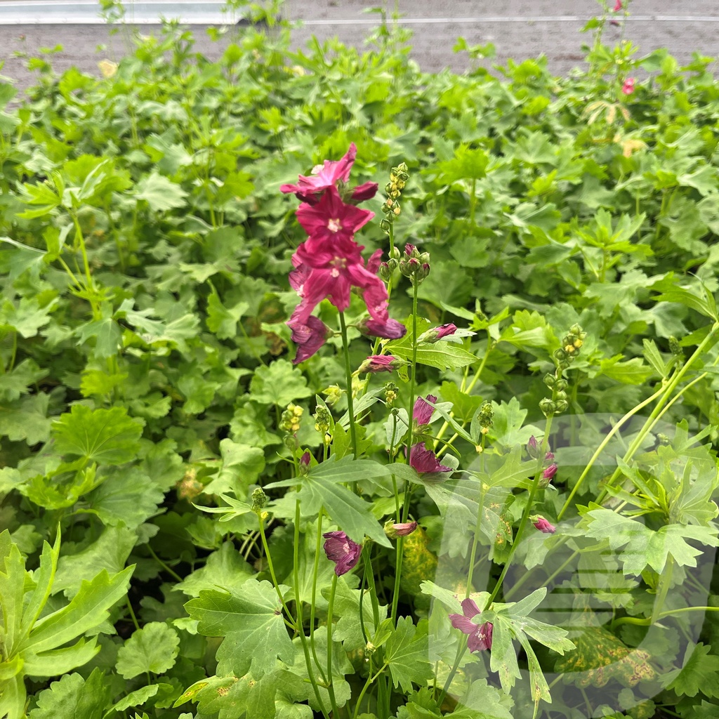Sidalcea 'Wine Red'