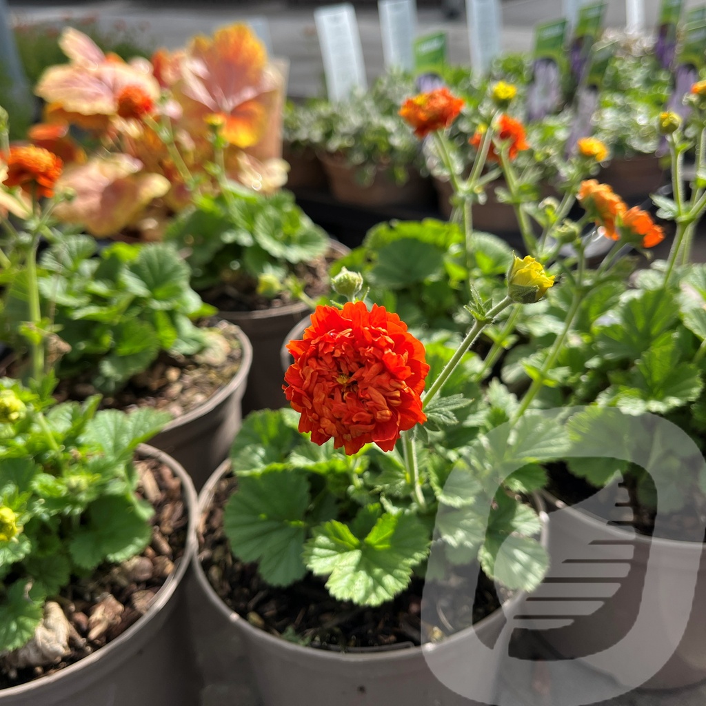Geum 'Orange Pumkin'®