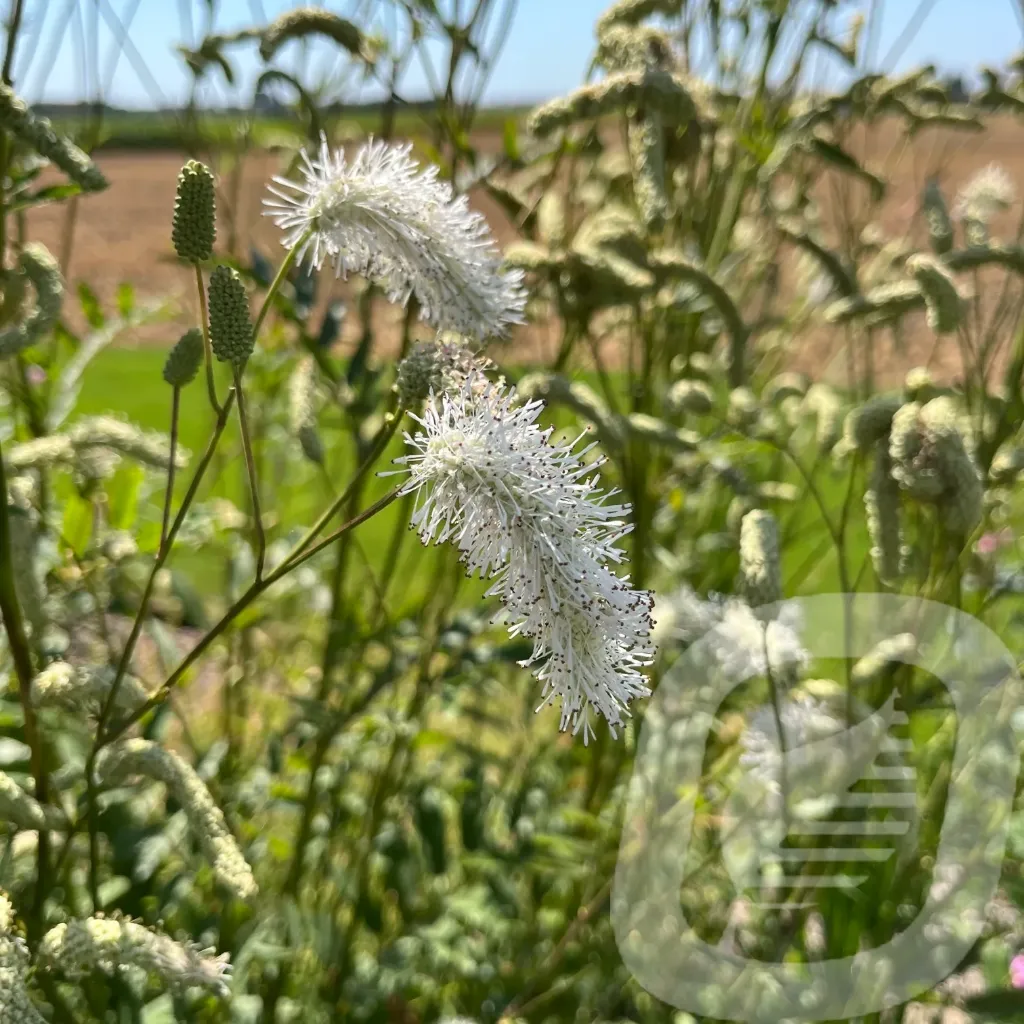 [SANWBRUS-C2] Sanguisorba 'White Brushes'