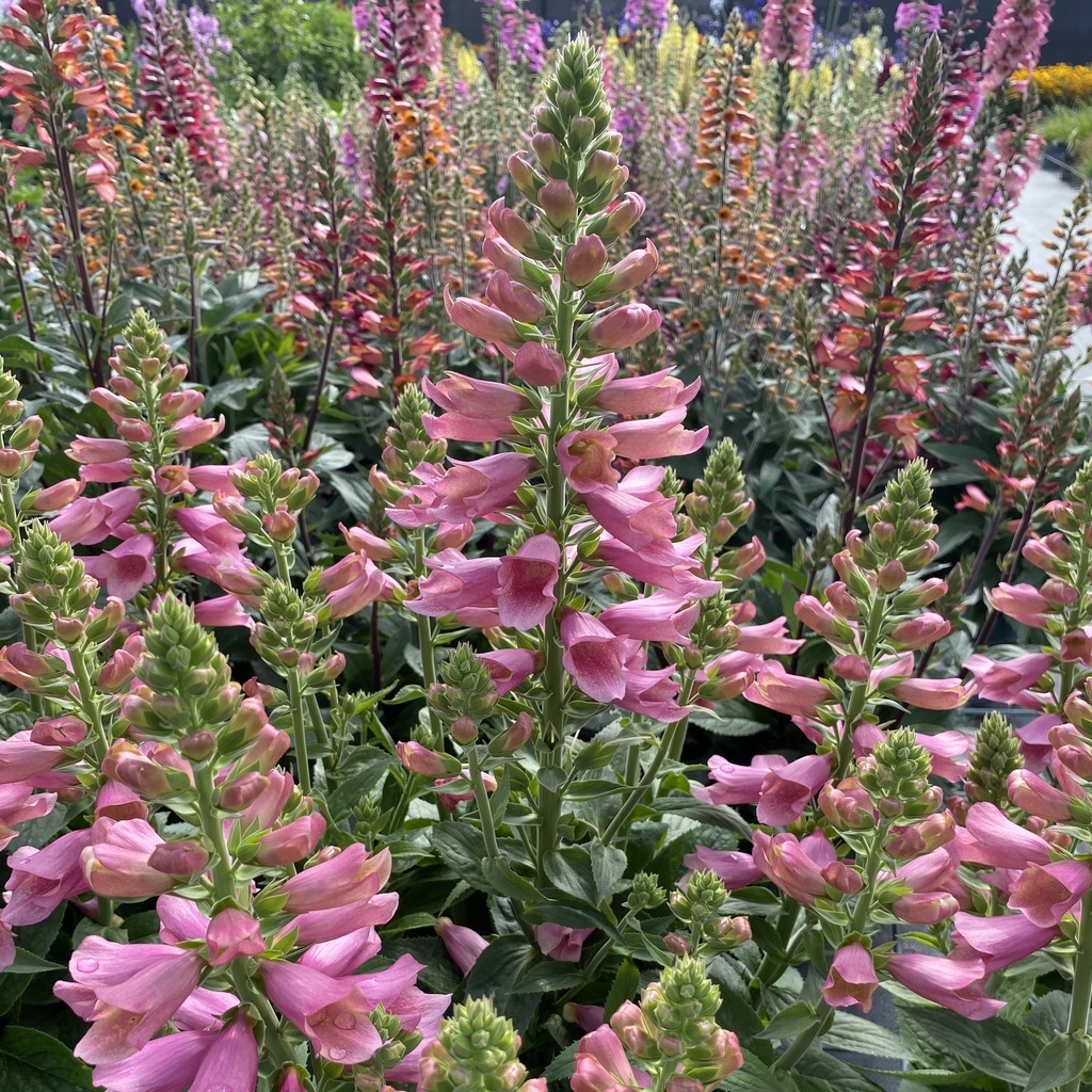 Digiplexis 'Flamingo'®