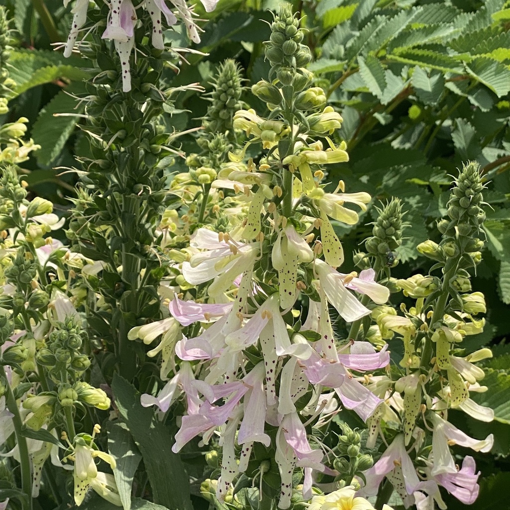 [DIGIABLO-C2] Digitalis 'Apple Blossom'™