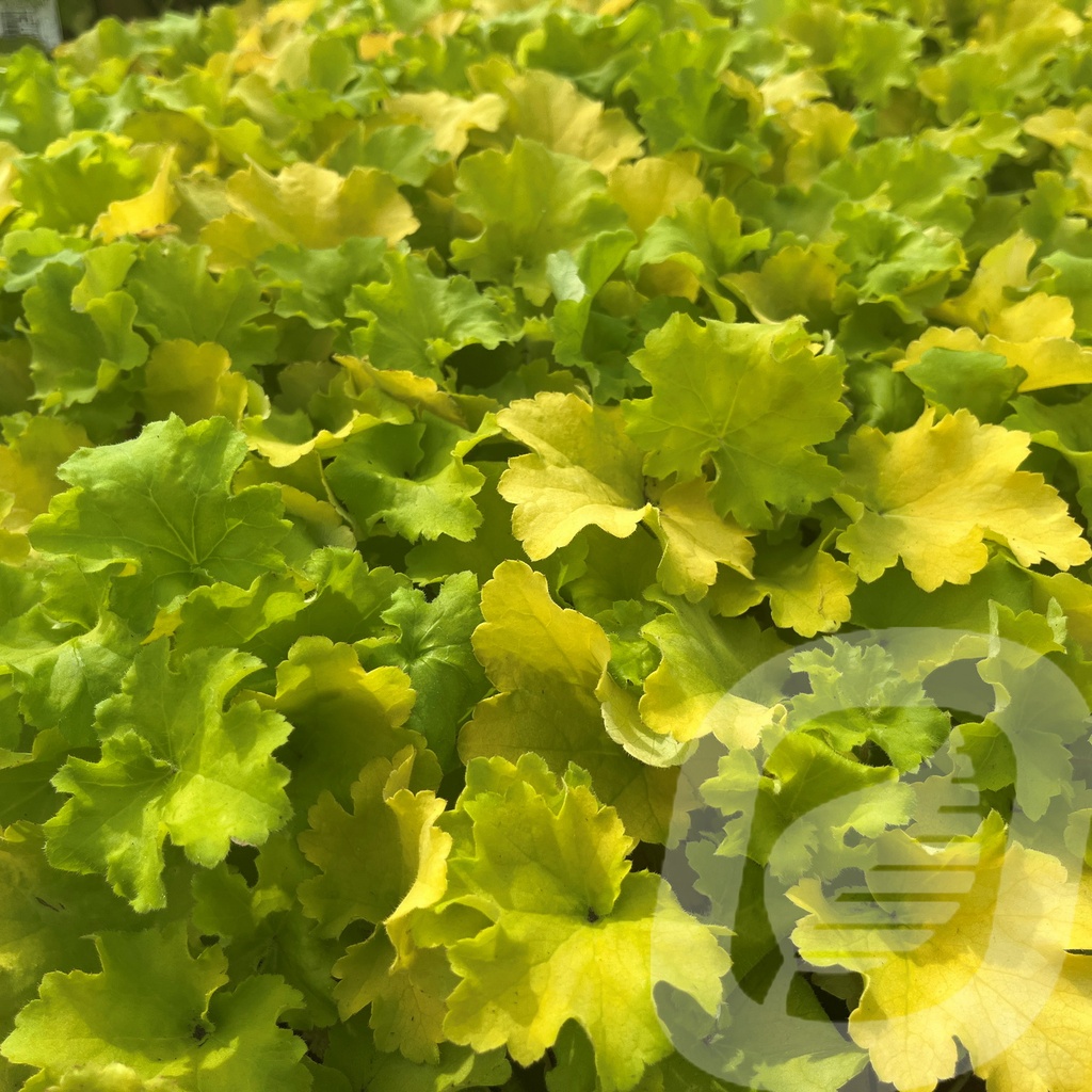 Heuchera 'Curly Lemon'®