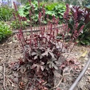Heucherella 'Art Katana'®
