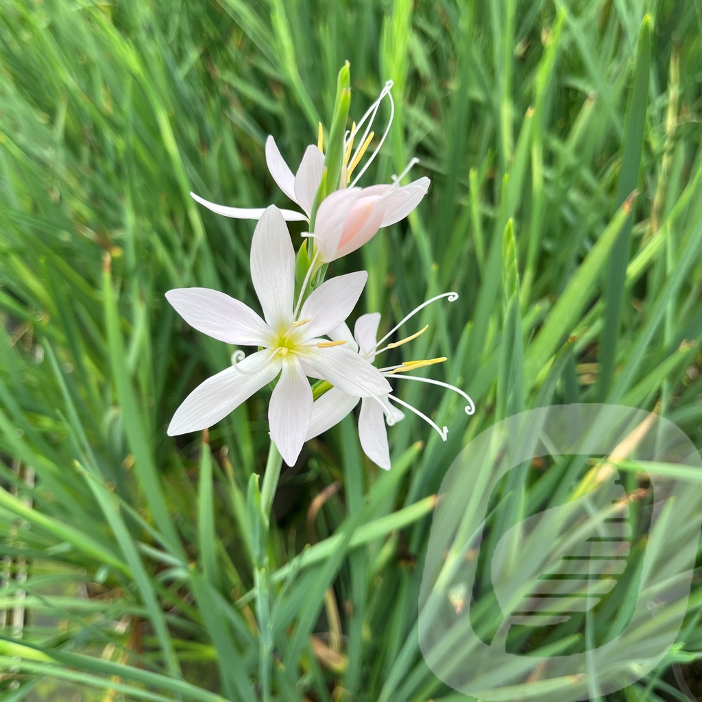 [SCHALBA-C2] Schizostylis 'Alba'
