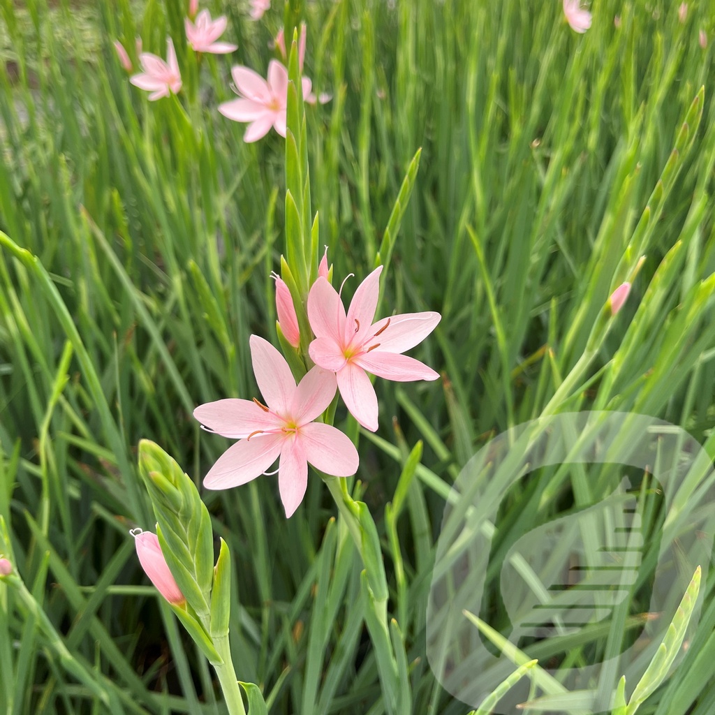 Schizostylis 'Mrs Hegarty'