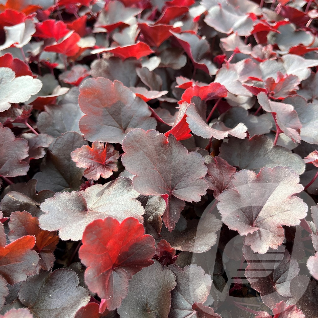 [HEUBILBE-C2] Heuchera 'Bilberry'®