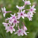 Tulbaghia 'Purple Eye'®