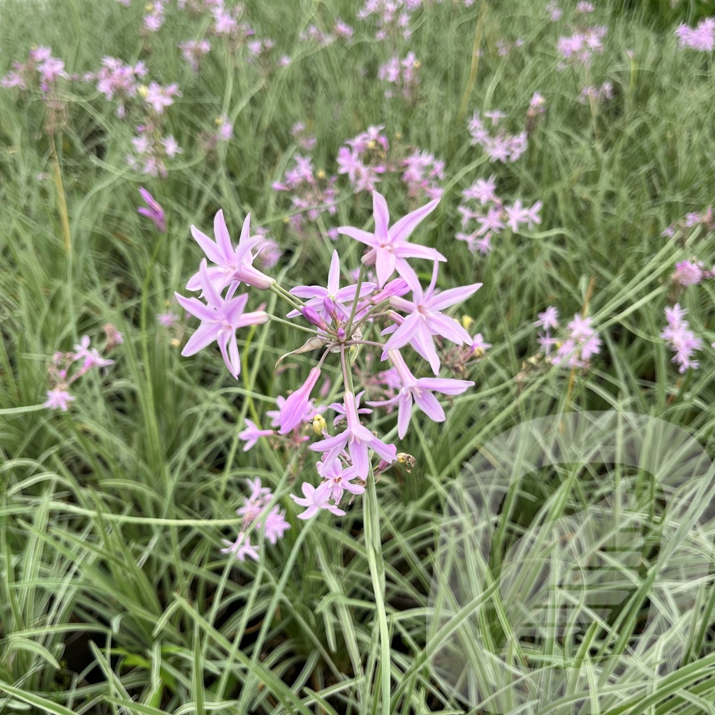 [TULSLACE-C2] Tulbaghia 'Silver Lace'