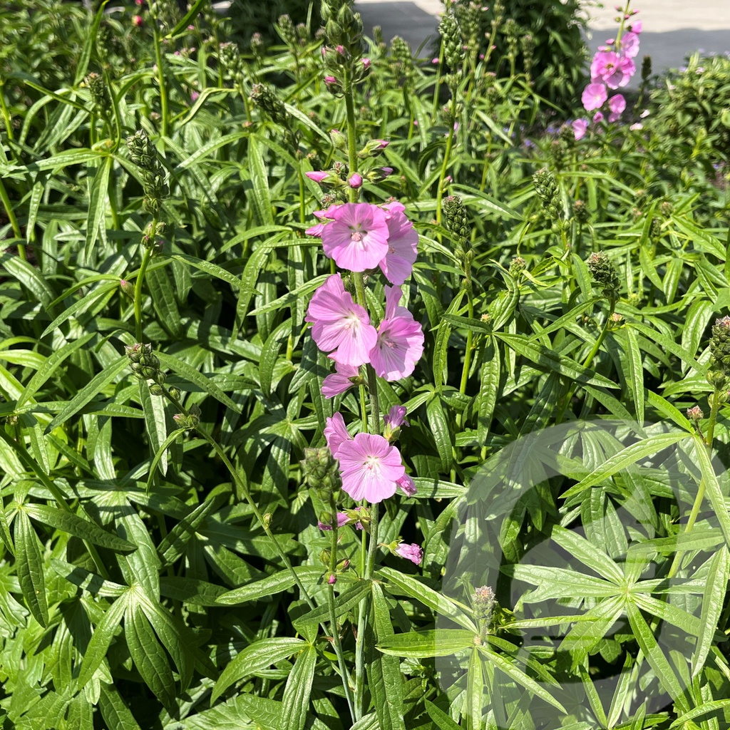 [SIDSCHIM-C2] Sidalcea 'Shimmer'