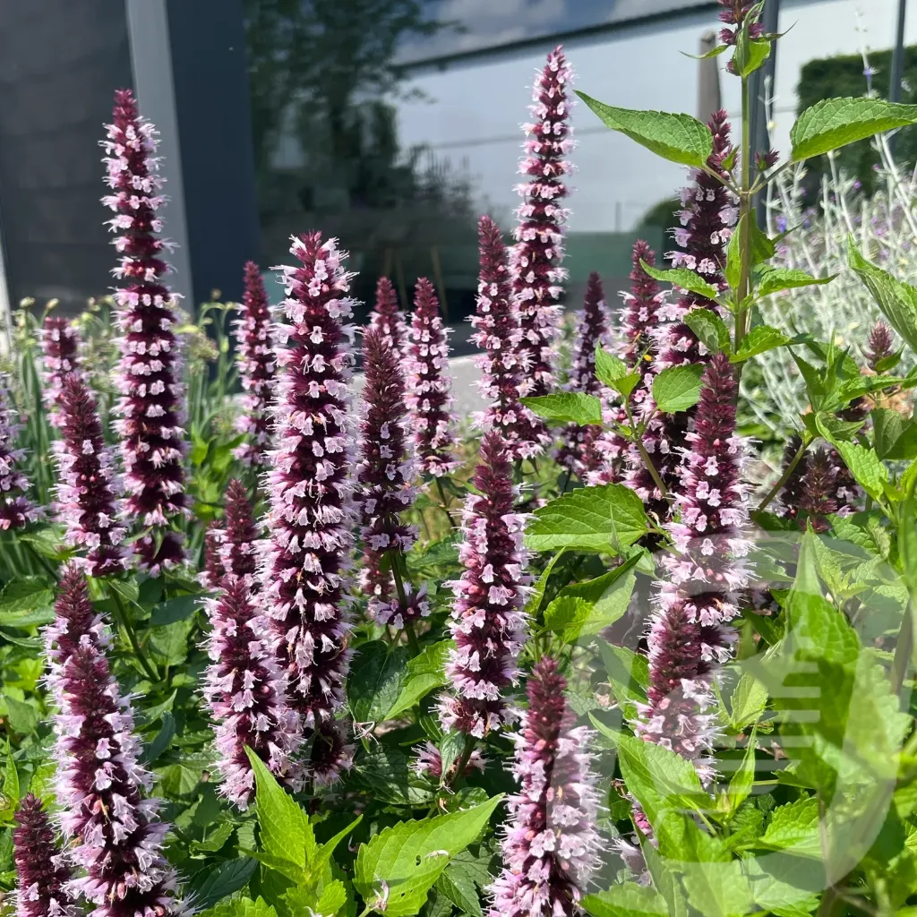 [AGABPINK-C2] Agastache 'Beelicious Pink'®