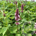 Agastache 'Beelicious Pink'